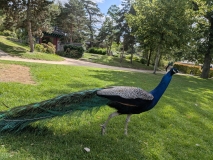 Jardin-dacclimatation-2026-7